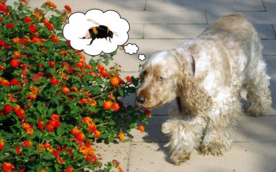 Bees-How to Keep Dog Safe From Them