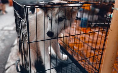 5 Tips When Traveling With Fearful Dogs