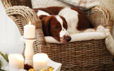 National Pet Fire Safety Day