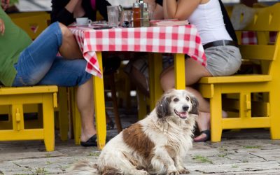 Which Seattle Eateries Allow Dogs Inside?