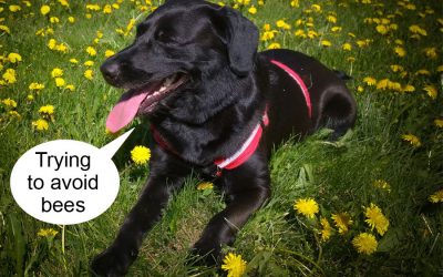 Bee Sting: Steps If Dog Is Stung