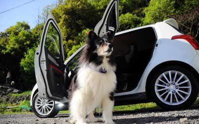 Riding in Car Fear – Solutions