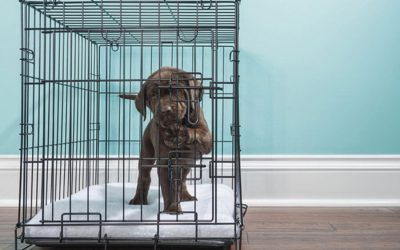 Crate Training For Puppy During 4th