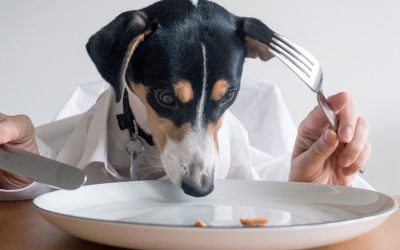 Eating Abroad: 10 Canine Feeding Tips