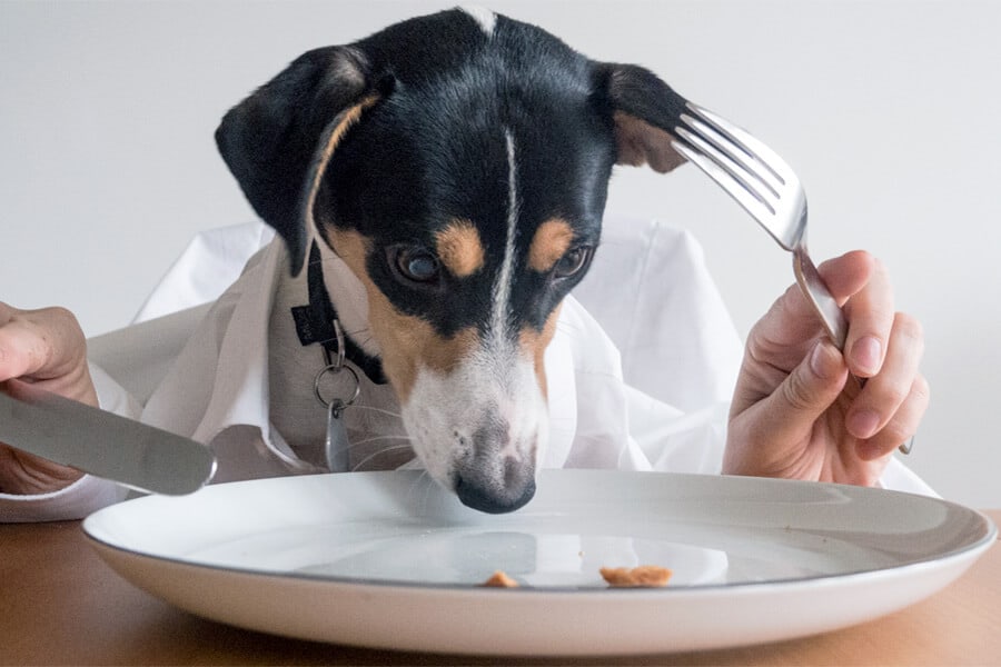 Eating Abroad: 10 Canine Feeding Tips