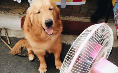 Remote Temperature Monitors Keep Pets Safe