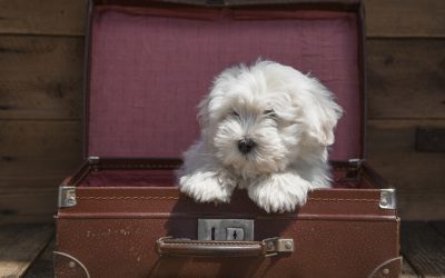 Hotel Room: Peaceful Experience With Dog