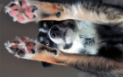 Paw Pad: How They Become Injured