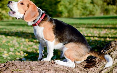 Alert Barking: Meaning and Recognizing It