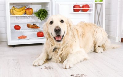 Mud: Stop Dog From Tracking In House