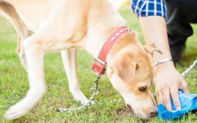 Eating Poop: Why Dogs Partake in this Habit