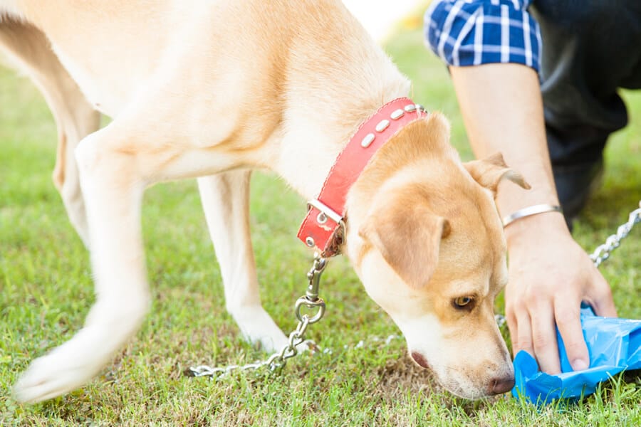 Eating Poop: Why Dogs Partake in this Habit