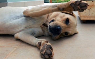 Paw Pads: Protect Your Dog’s From Injuries