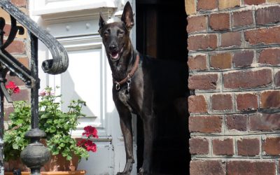 Dog Barking at Door? Greeting Behavior Tips