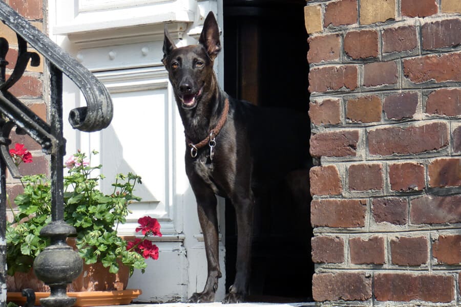 Dog Barking at Door? Greeting Behavior Tips