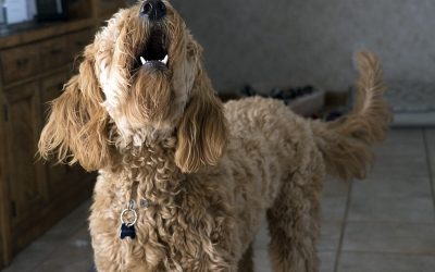 Excessive Barking: Managing Effectively