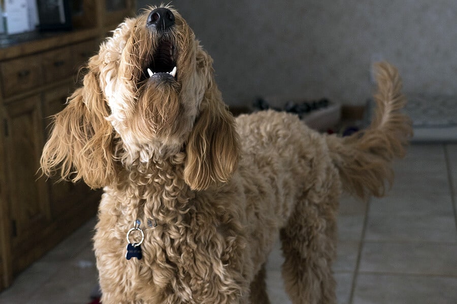 Excessive Barking:  Managing Effectively