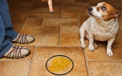 Potty Train An Adult Dog