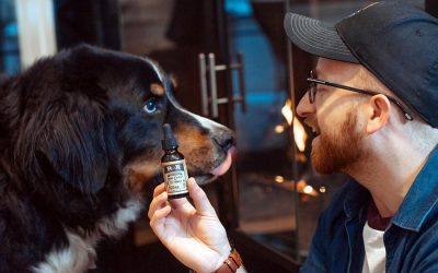 Cannabidiol (CBD) for Your Dog