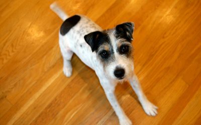 Why Do Dogs Wag Their Tails?