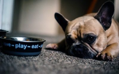 Dog refuses to eat? Reasons and solutions.