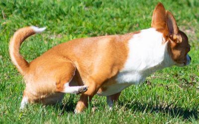 Lawns: Maintain the Beauty With A Dog