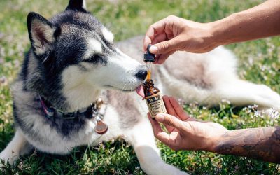 CBD Products for Your Dog?