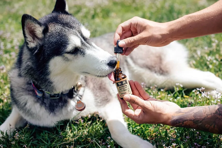 CBD Products for Your Dog?