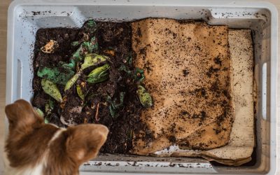 Tired of Doggie Bags? Make a Compost Bin!