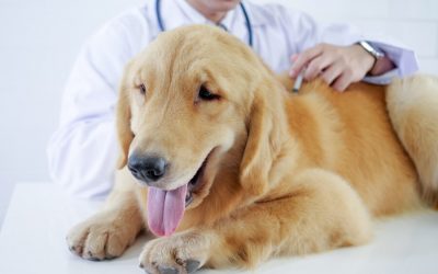 Dog Bloat How to Protect Your Pup