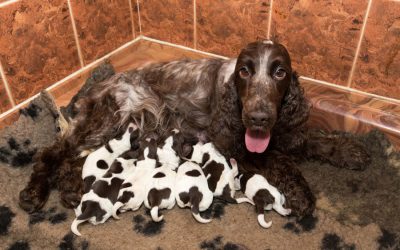 Spaying/Neutering: How It Affects Your Dog