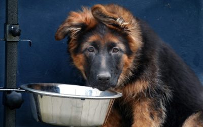 How to Keep Meal Time Calm