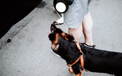 Retractable Leash – Effects