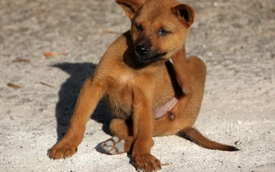 Reasons Fido is Scratching