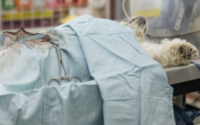 Neutering/Spaying: When Is the Right Time?