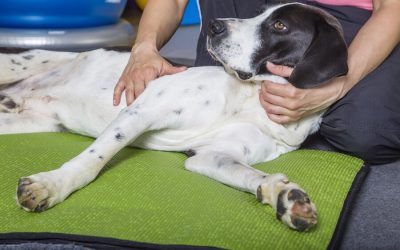 Arthritis Relief For Your Dog