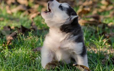 Reasons Behind Why Dogs Howl