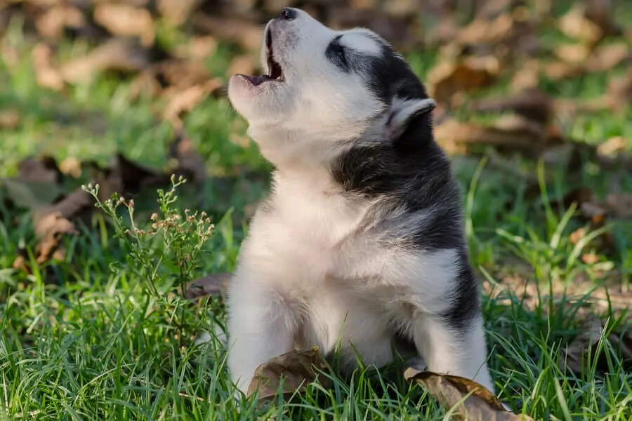 Reasons Behind Why Dogs Howl