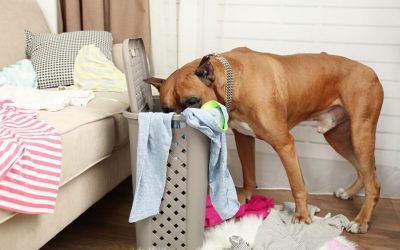 Boredom-Why It Can Be Bad For Your Dog