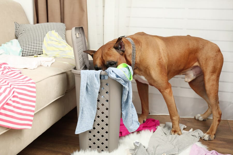 Boredom-Why It Can Be Bad For Your Dog