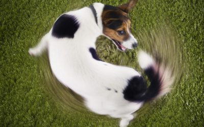 Why Do Dogs Chase Their Tails