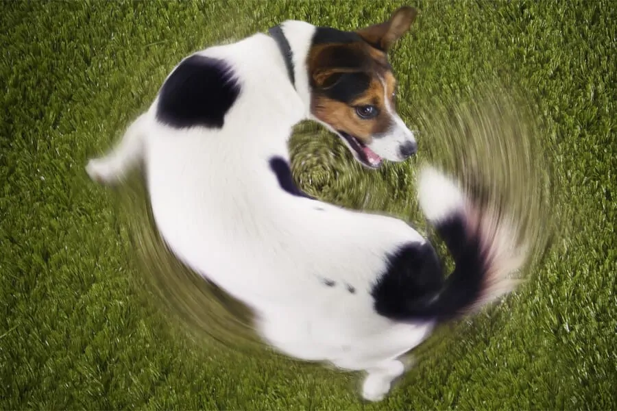 Why Do Dogs Chase Their Tails