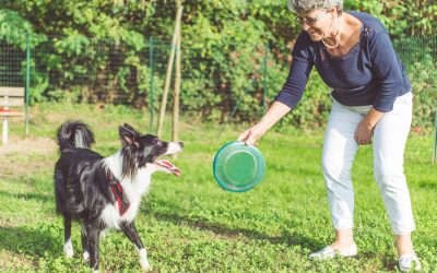 Bored Dog-How to Easily Alleviate