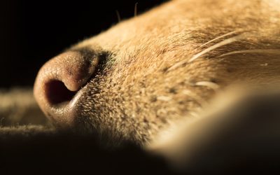 Why Do Dogs Have Whiskers