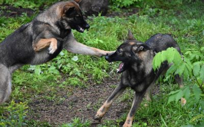 Aggressive Behavior in Dogs