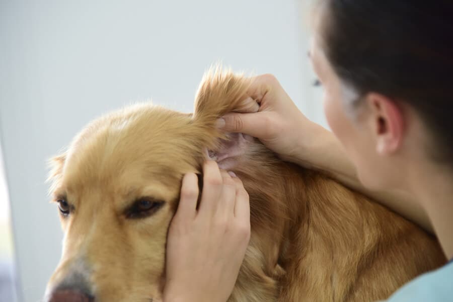 How Do You Clean Your Dogs Ears