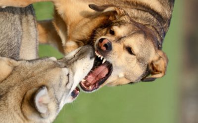 Aggression: Tips for Dogs Who Show It