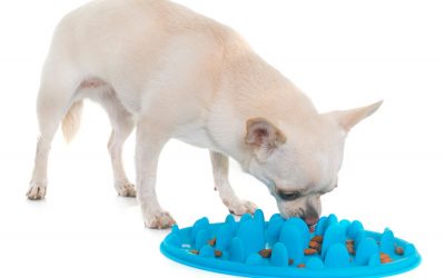 Eating Too Fast-Why Its A Real Problem