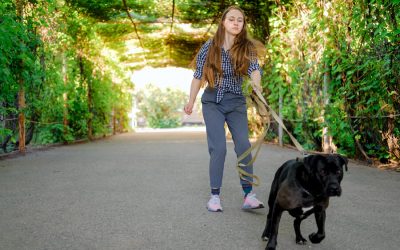 Why Your Dog Still Pulls On Walks