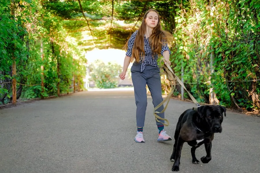 Why Your Dog Still Pulls On Walks